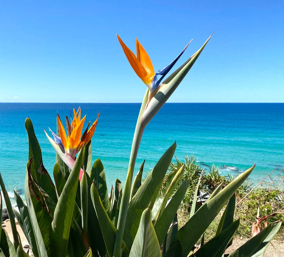 Bird of paradise flower